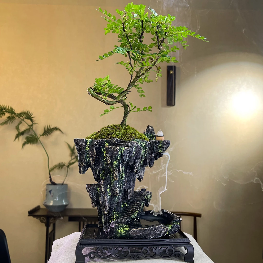 【昆仑之境】S1清香木悬崖飘枝造型盆景中式意境老桩盆栽客厅