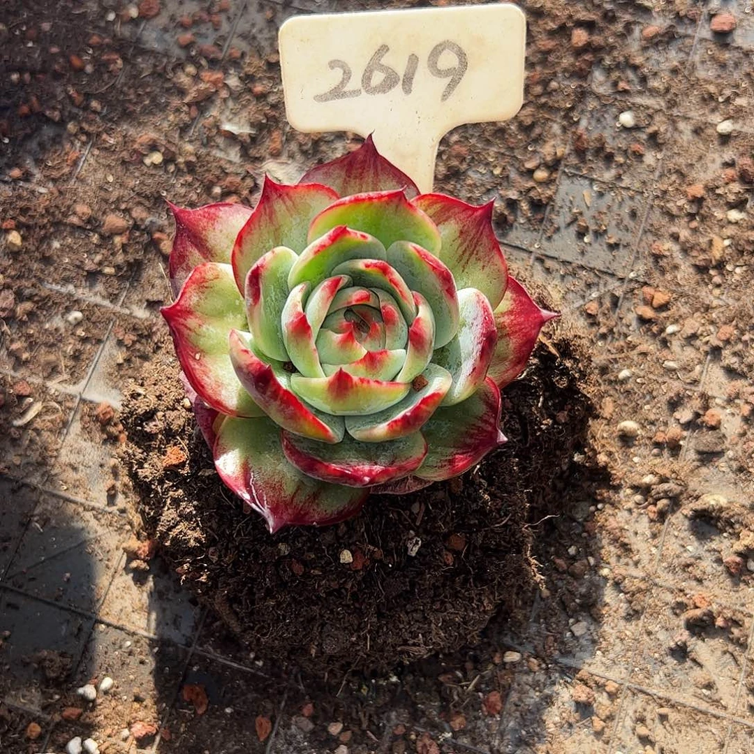 囍***樂惊鸿仙子一物一拍2619号