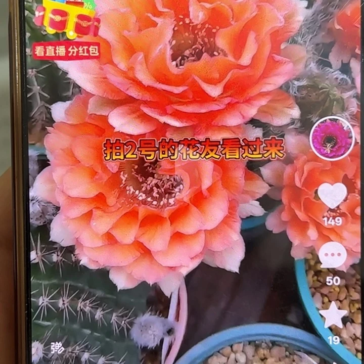 无花朵彩草无根侧芽歪邂逅处理