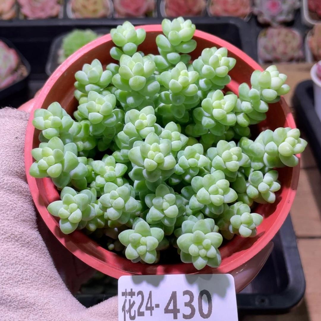 花利美24-430玉坠含盆