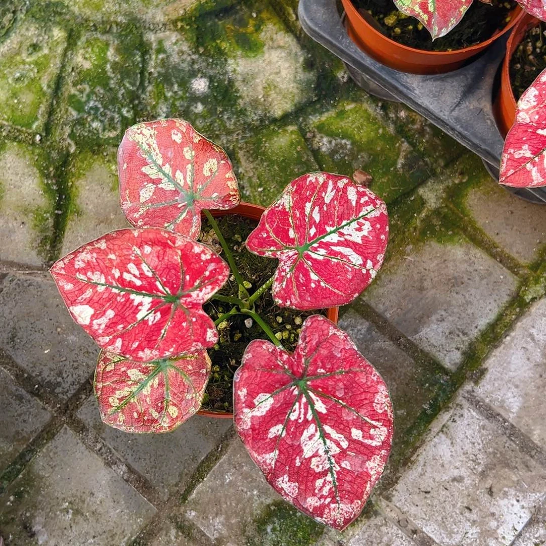 小***~完全开放一物一拍111