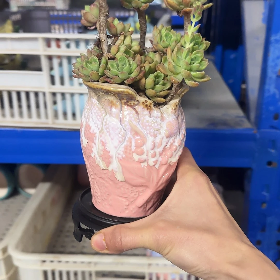 陶瓷送塑料托盘，凑9元发