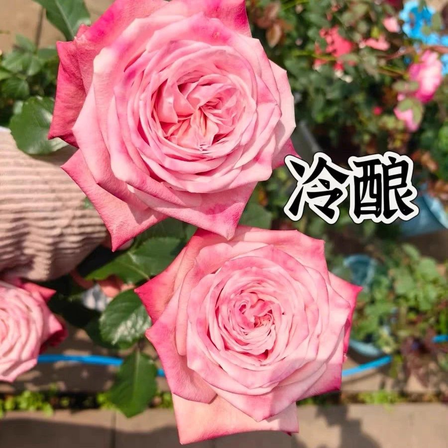 【冷酿】精选月季鲜花玫瑰花勤花切花纯露天高抗适应性强实生根接苗