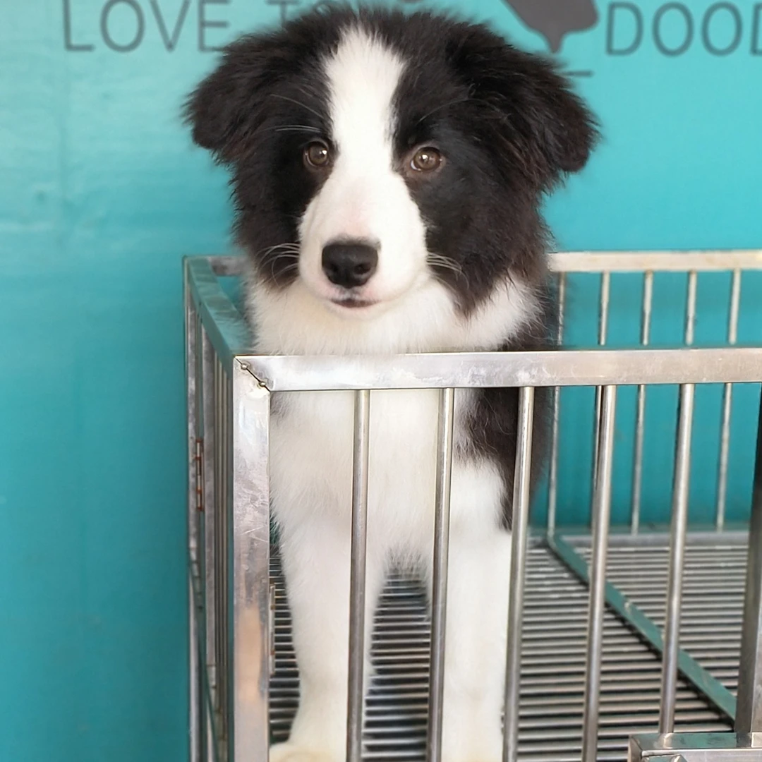 双血统黑白色边牧妹妹