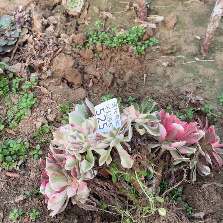 525粉女巫3颗不圆1北