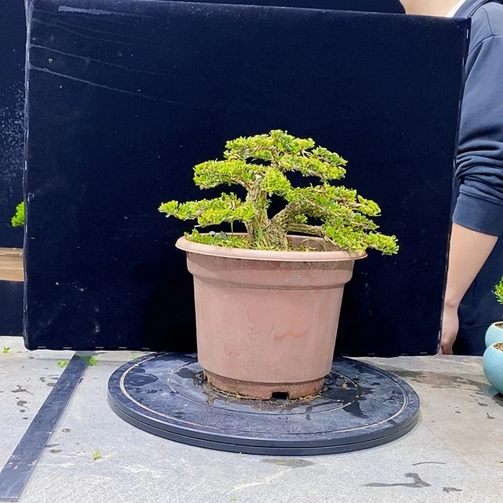 無***限无花朵黄杨盆景四季常青