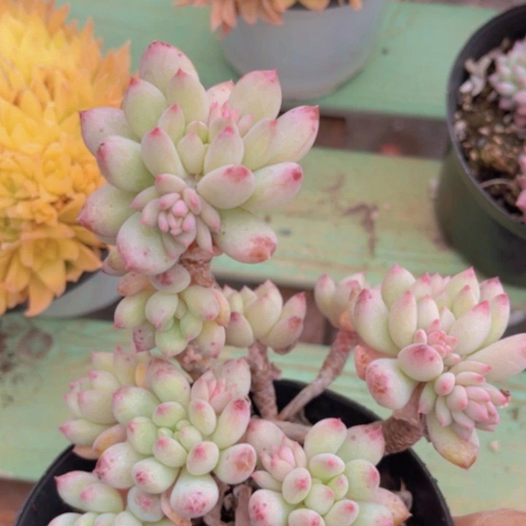 【闪购商品】明珠美人04116