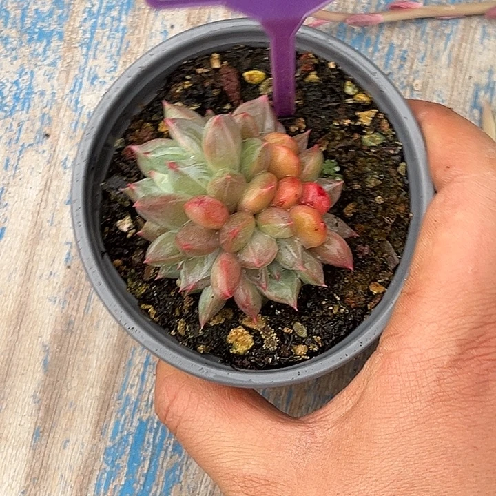 多肉植物白泽美人517