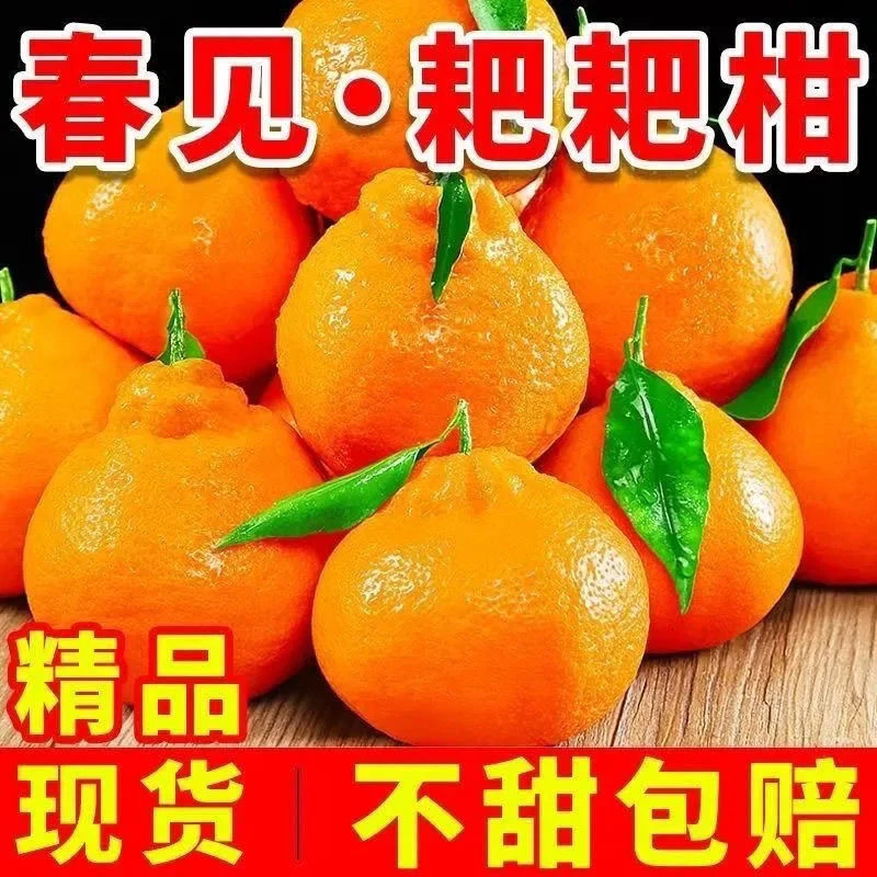 【精品】四川春见耙耙柑新鲜水果橘子丑橘现摘薄皮耙耙柑整箱包邮