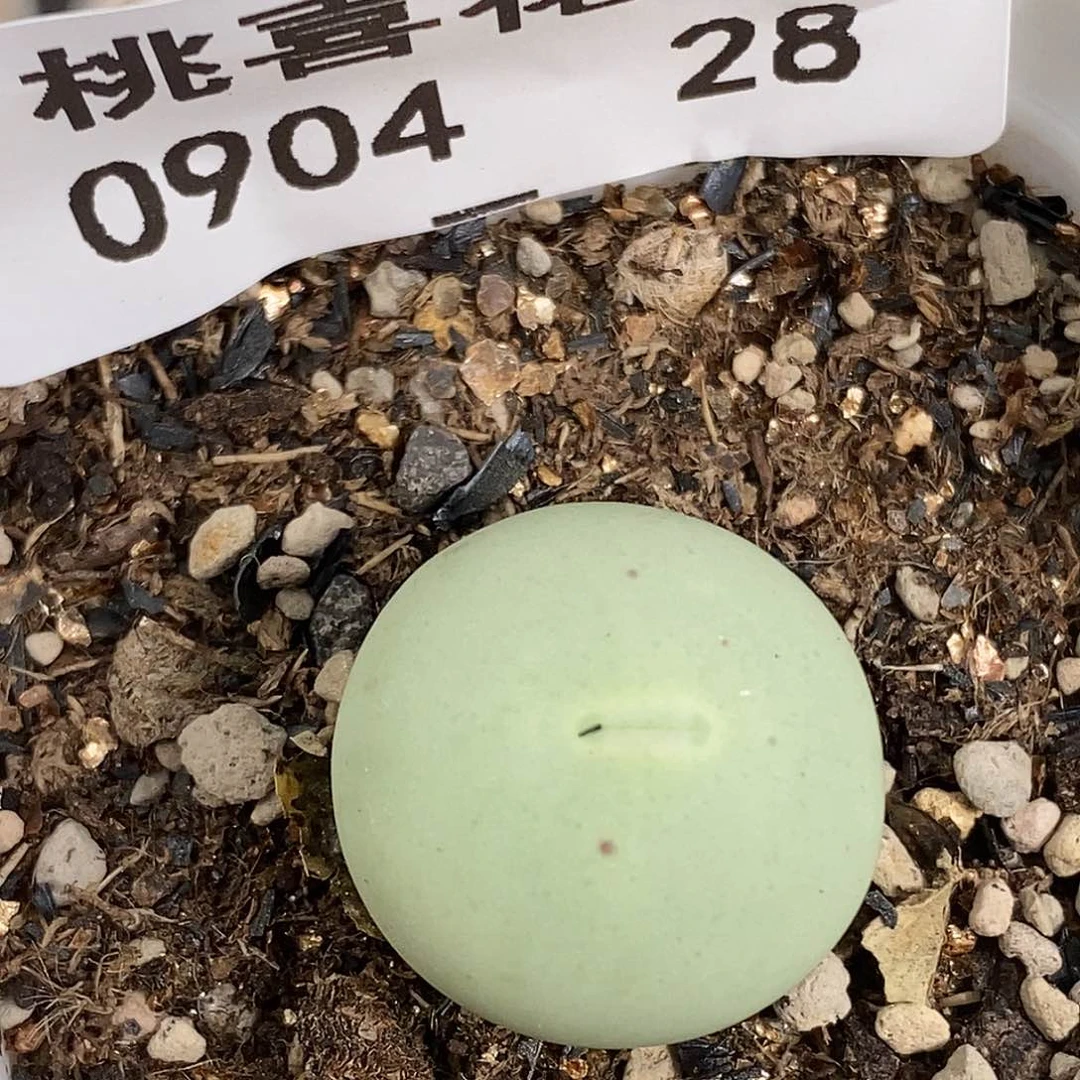 0904-28-鸽子蛋福利。