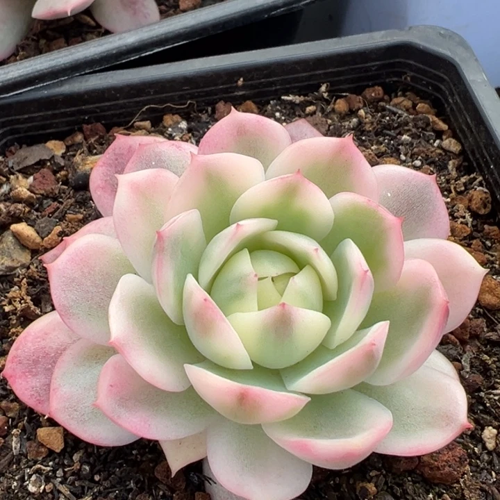 粉水晶锦一物一拍锦龙