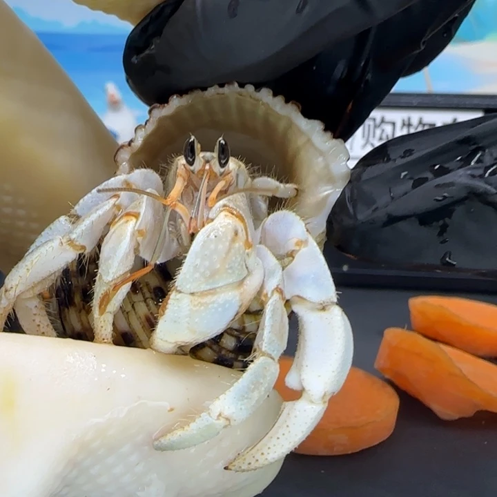 A27蓝白 干净灰白1.6cm口径