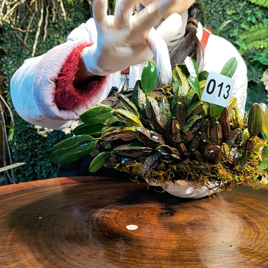 【闪购商品】?**丶013大龟背花