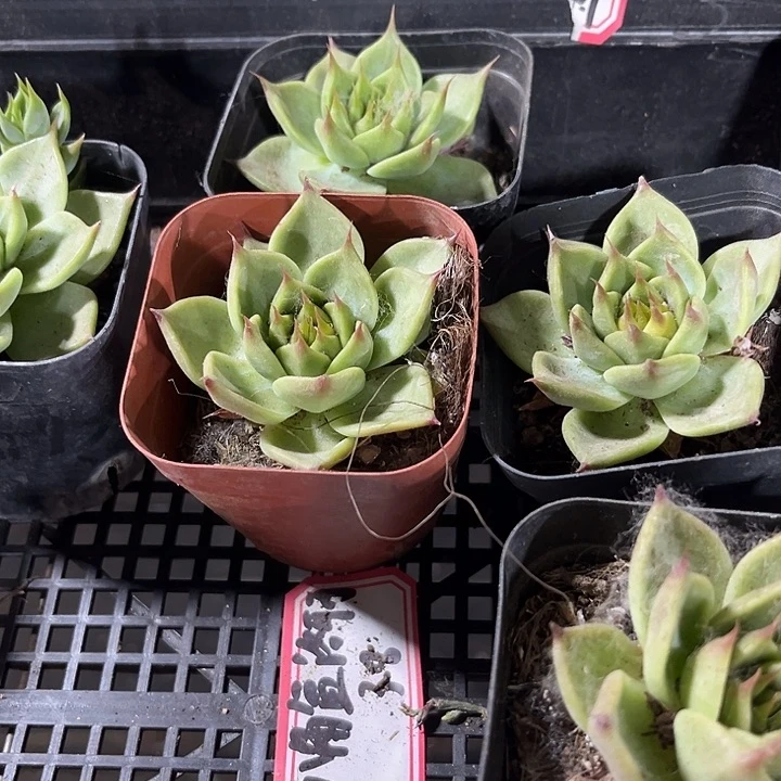 托斯卡带盆土发货