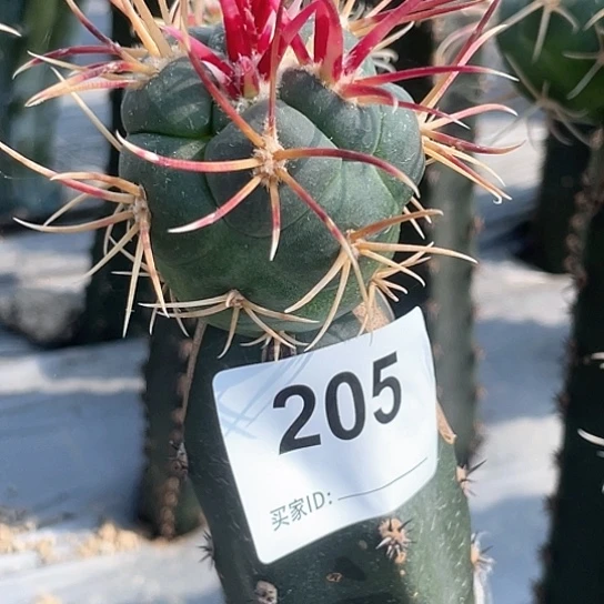 双*205号槁木菲冠龙