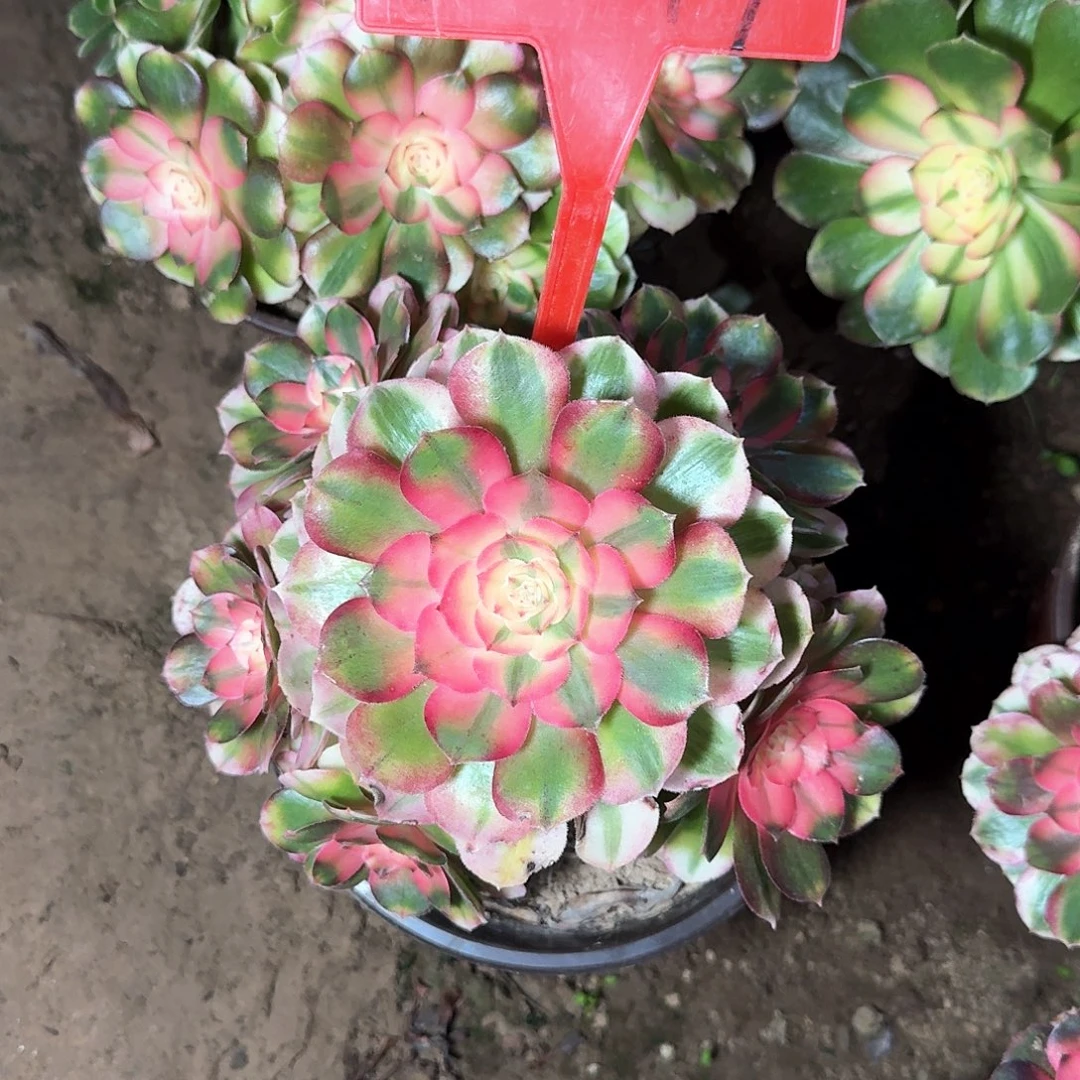 4+847荔枝多肉法师铭文