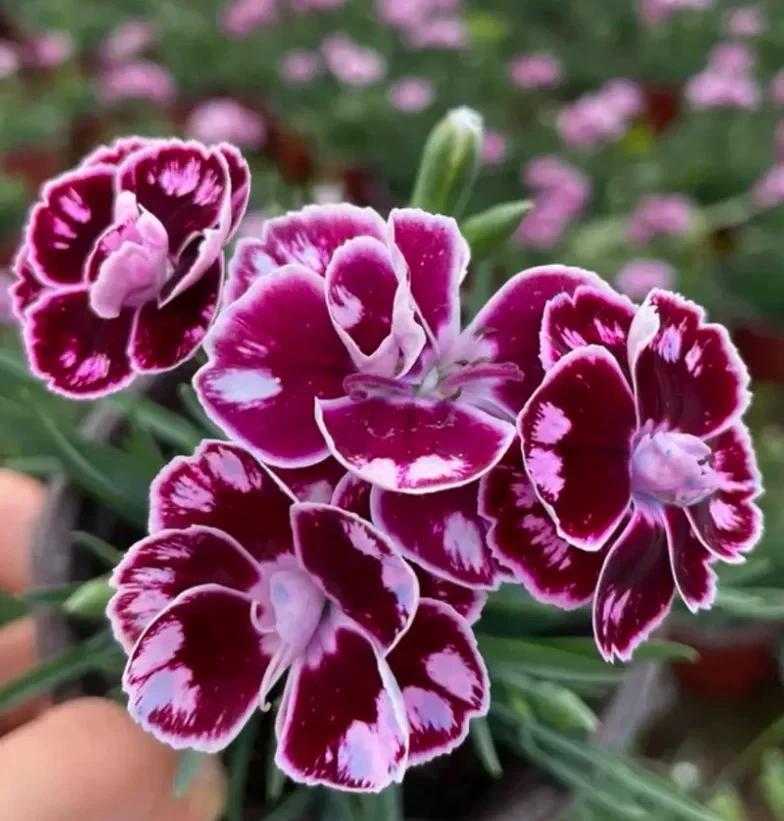 多年生耐寒耐旱紫蝴蝶超美石竹观赏花基地直供