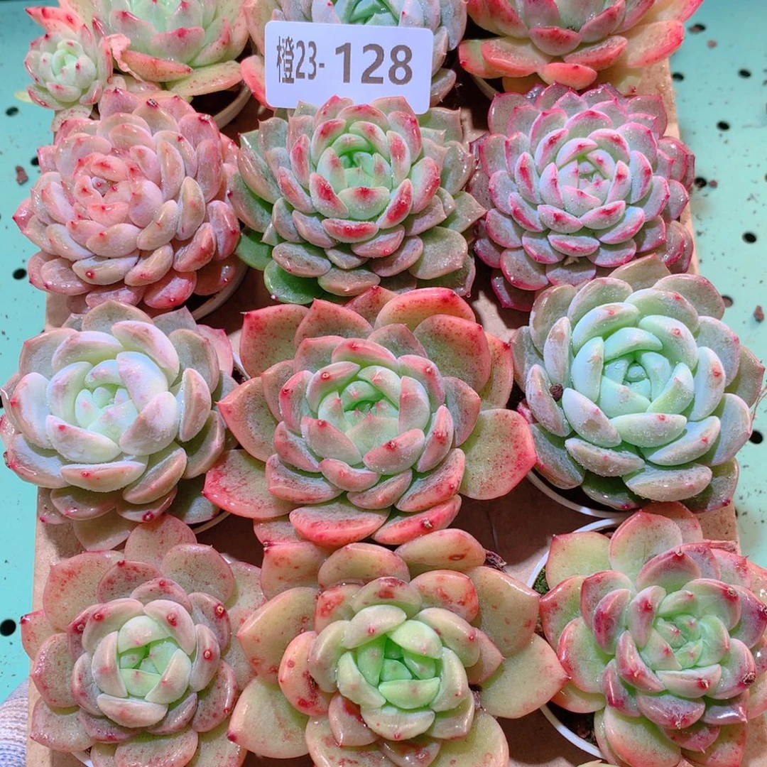 23-128一物一拍多肉带盆18颗
