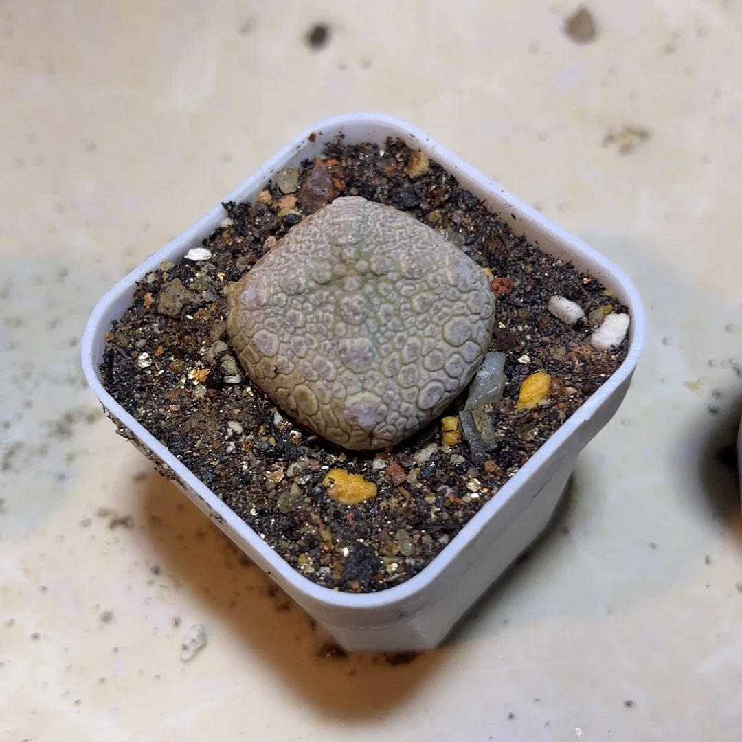 实生四角菱形凝蹄玉