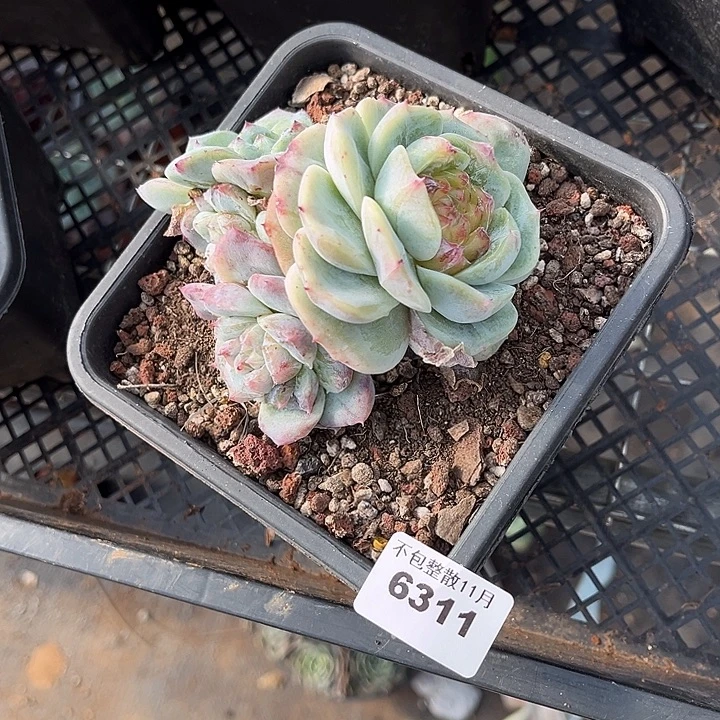 阿雅园艺。       6311佳人石化