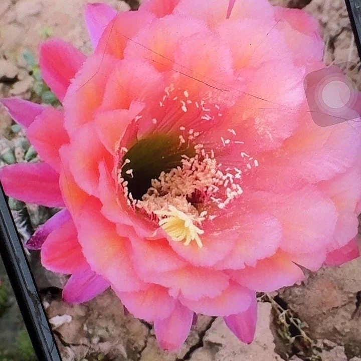 xt 侧芽5公分左右毛花柱