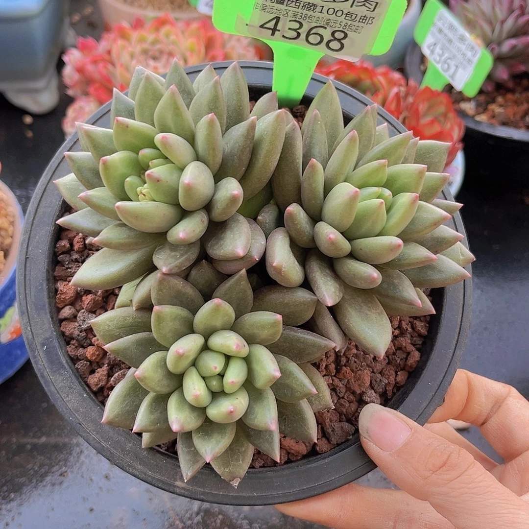 4368米其林多肉植物