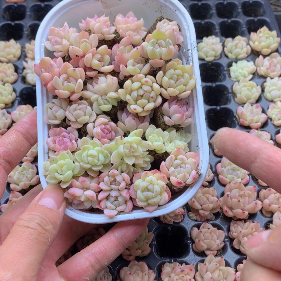 反反复复还是很开心007