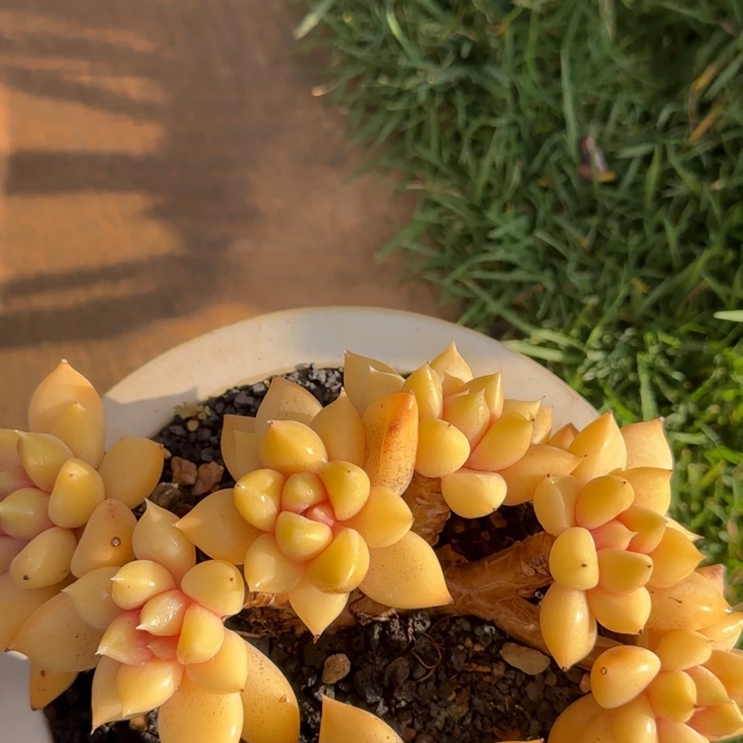 若***宁多肉植物多肉植物