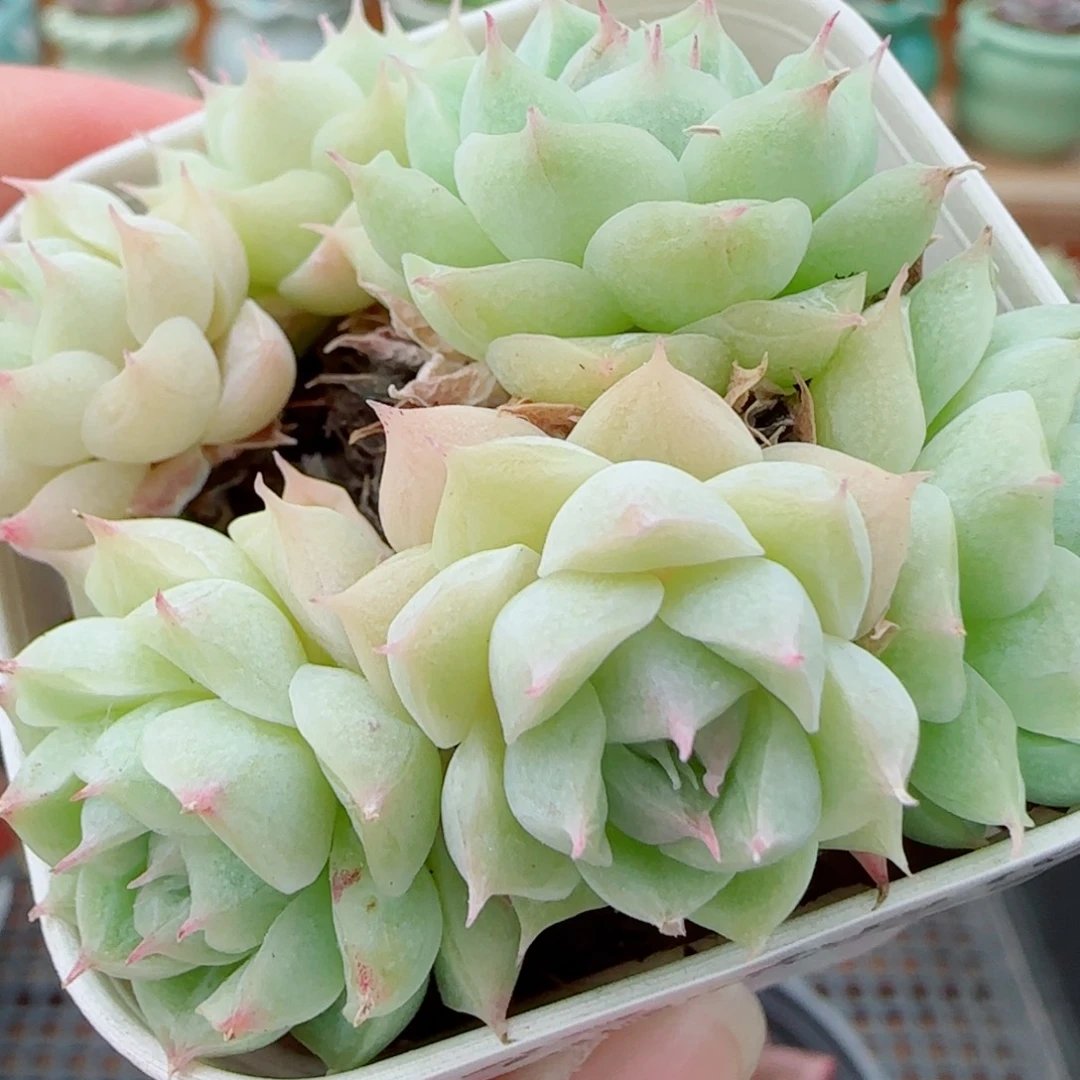 花语逸镜1010-277散麦秆