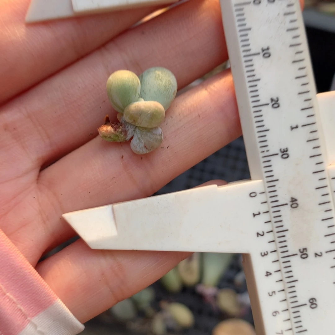 油煎奶酪多肉黄油煎