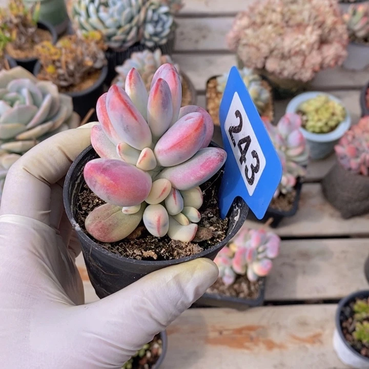 ?***。243多肉植物1111111