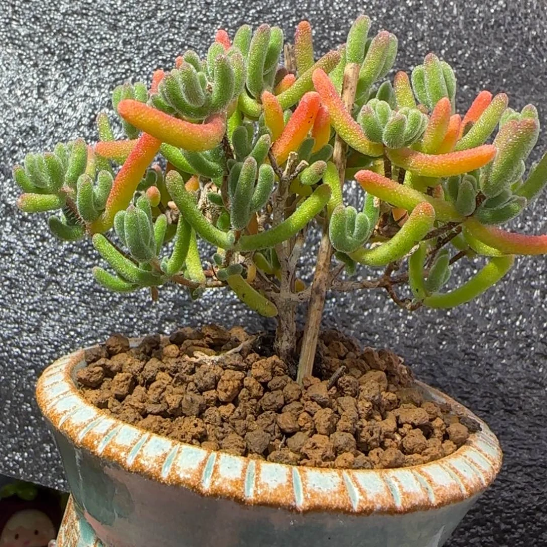 dy0455琉璃带盆冠服7.5cm