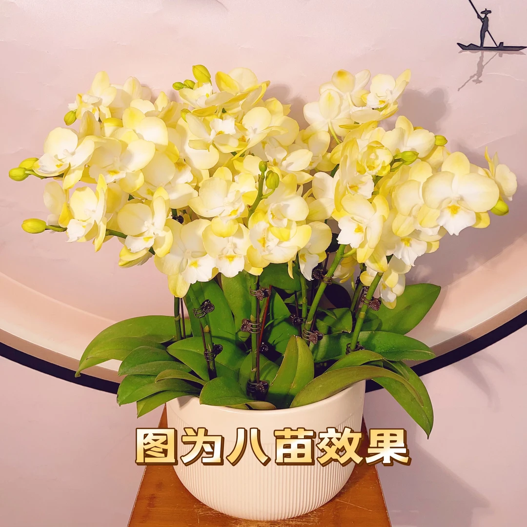 05【玉兔】3.0寸中大花型.精品蝴蝶兰.室内植物