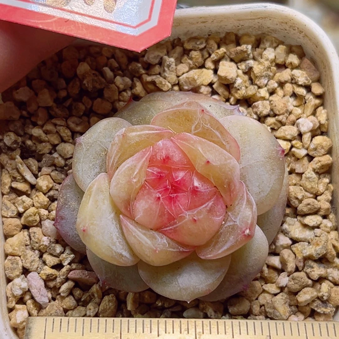 E811一物一拍 绯花