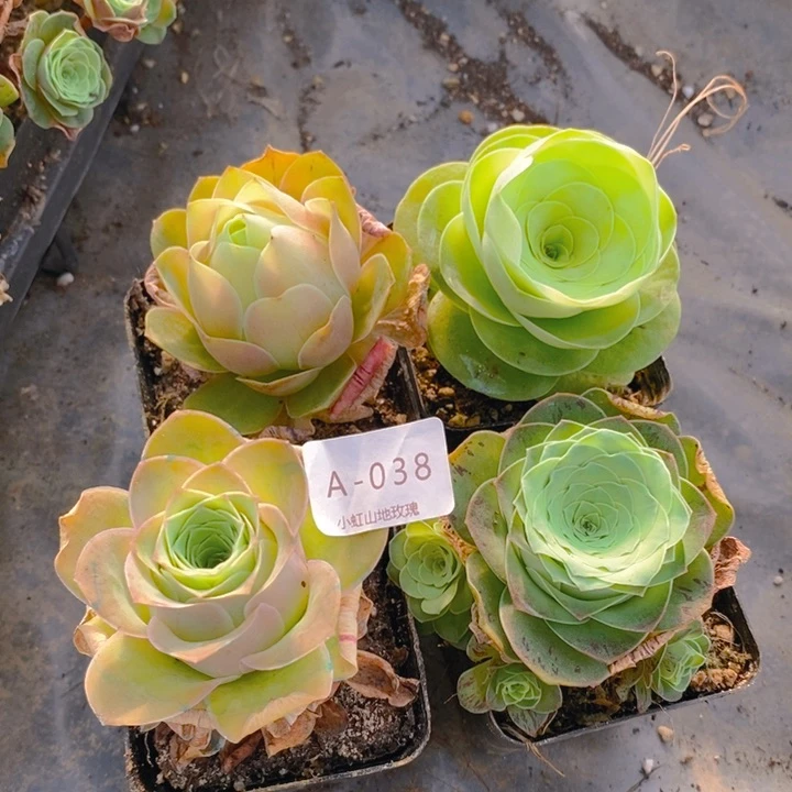 山地玫瑰4颗组合038