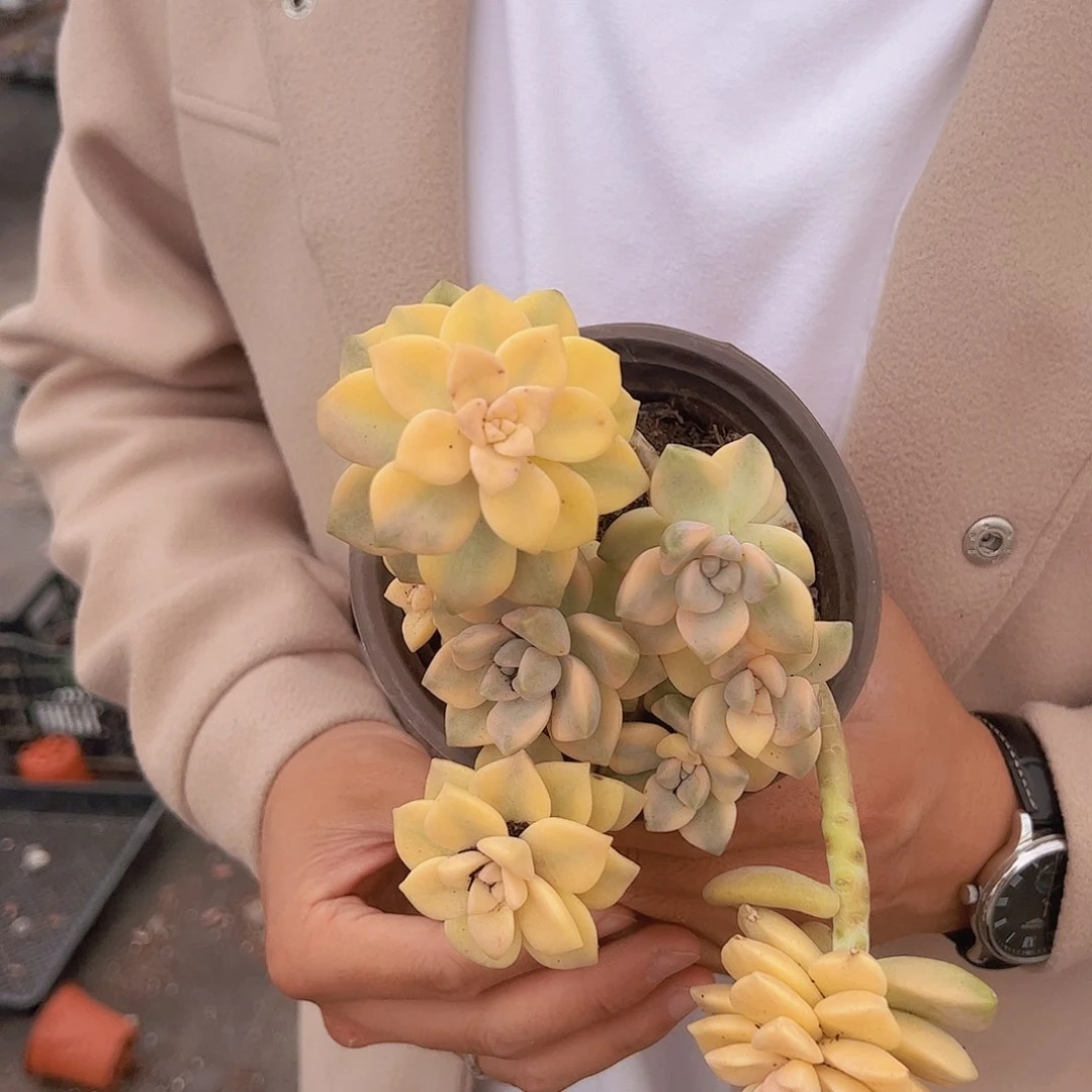 多头整桩美杏锦三盆