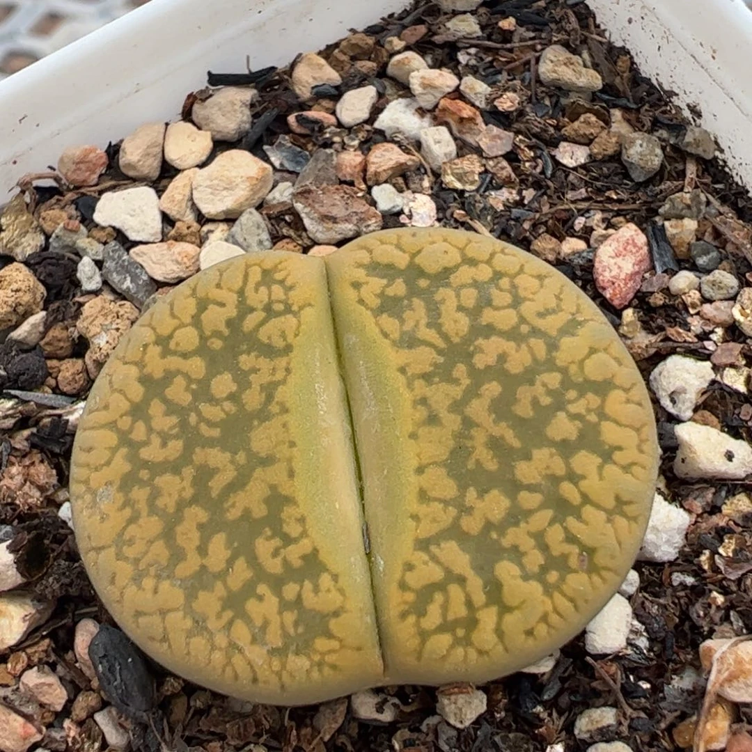154多肉植物百科知识