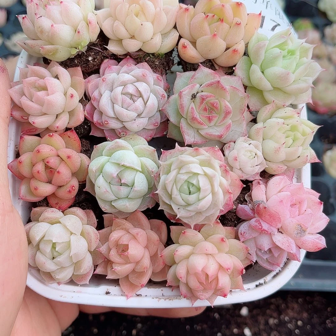 1-174 新疆西藏内蒙不发12.8包邮2-3公分多肉