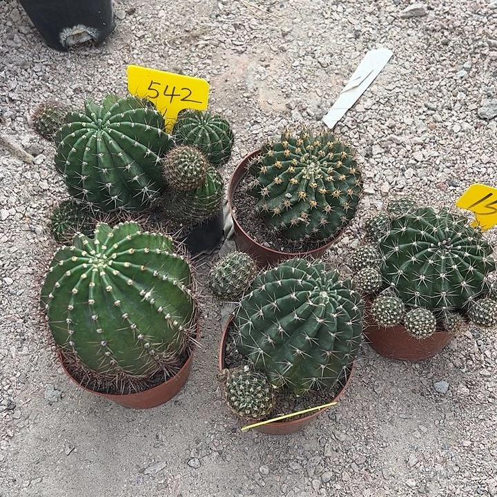 5棵不同色组合脱土