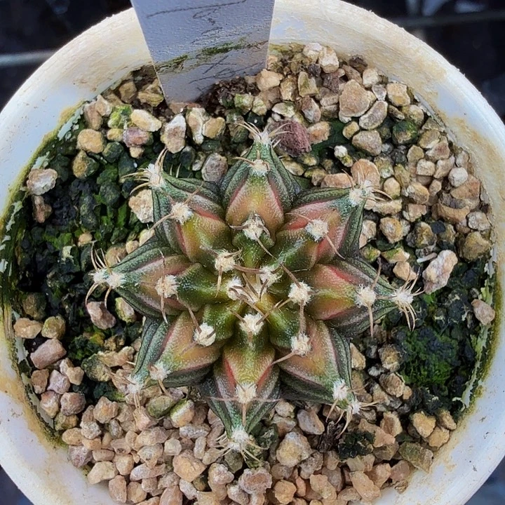 当前无花朵，栽培后可花朵