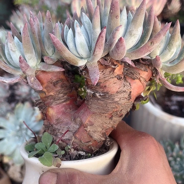 仙女杯多肉植物提取