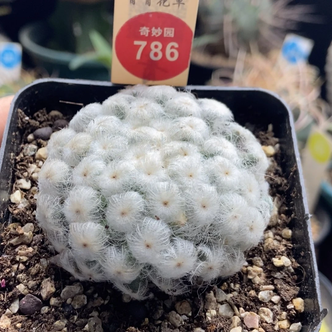 自根佛头白星5cm一棵仙人球
