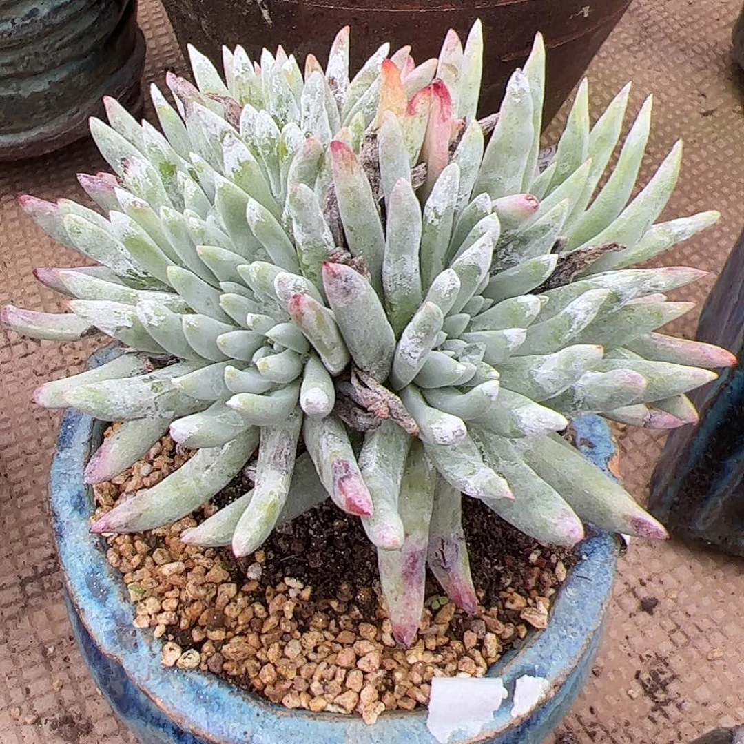 3744海瑟缀化仙女杯