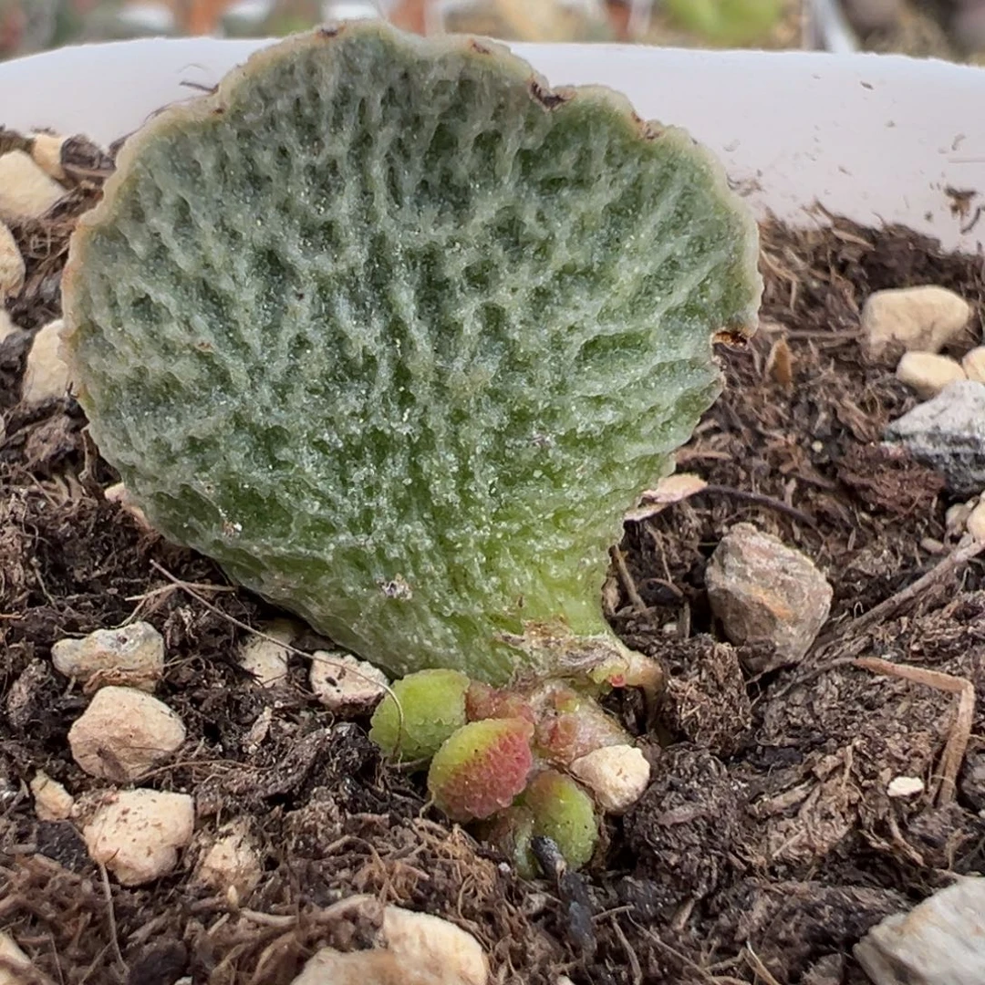 贝拉大苗多肉植物水泡