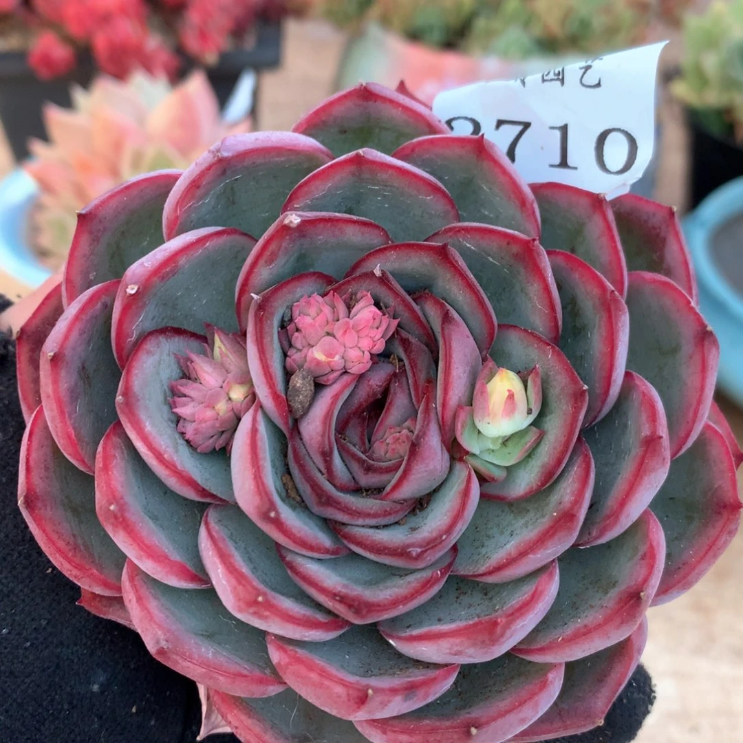 2710杂交多肉植物