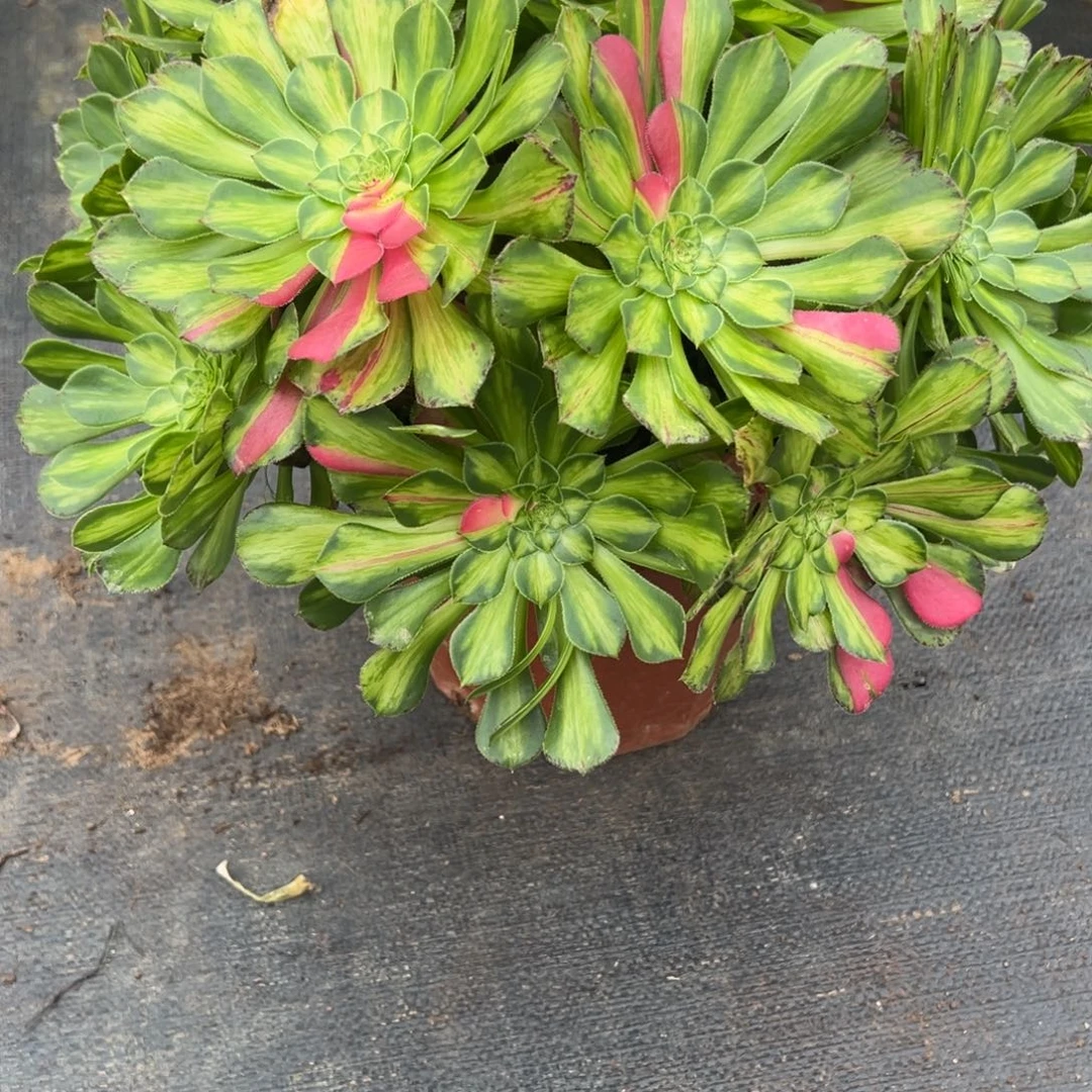 191知否有微瑕多肉多肉多肉