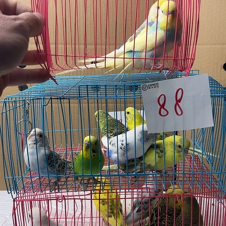 宁***梅虎皮鹦鹉虎皮精彩2只