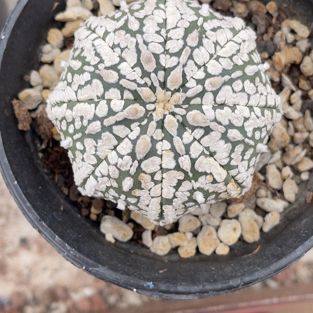 仙人球实生海星连线兜