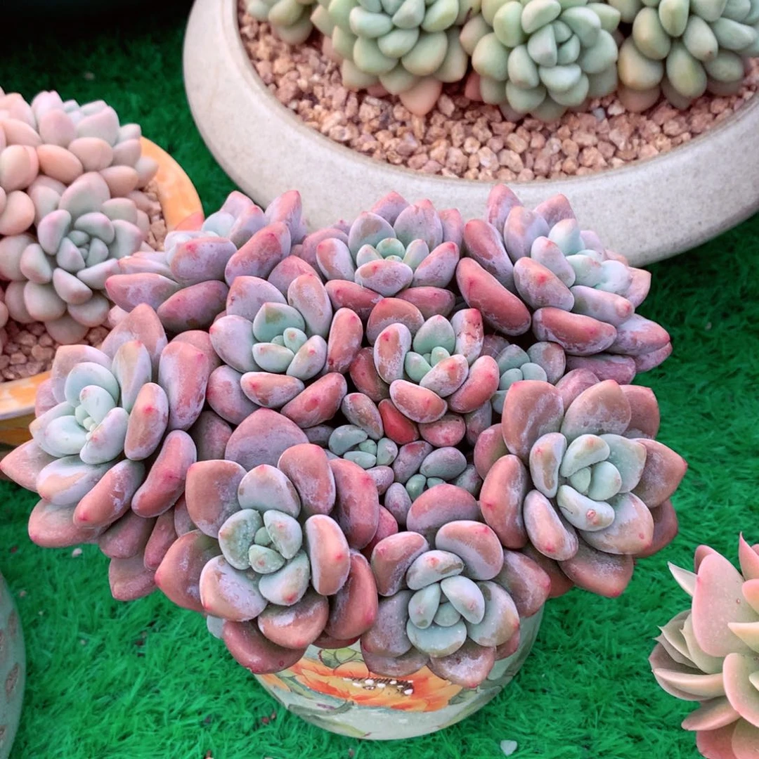 天*辉一物一拍一物一拍