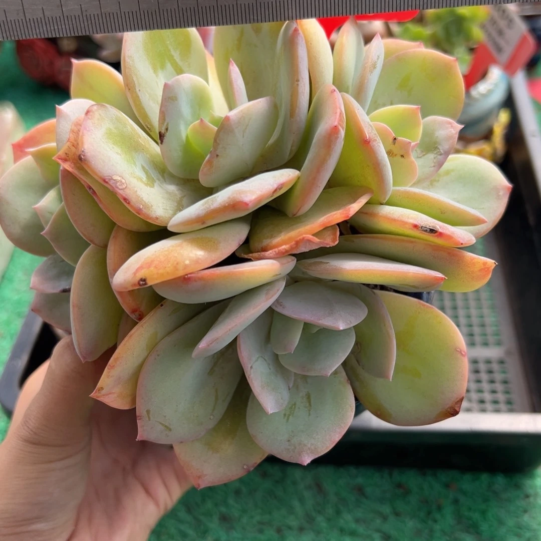 表妹精品多肉植物522.